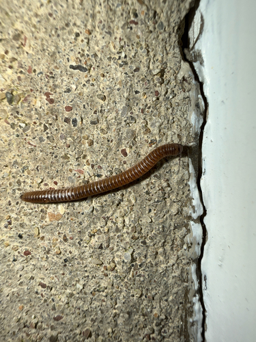 Blunt-tailed Snake Millipede