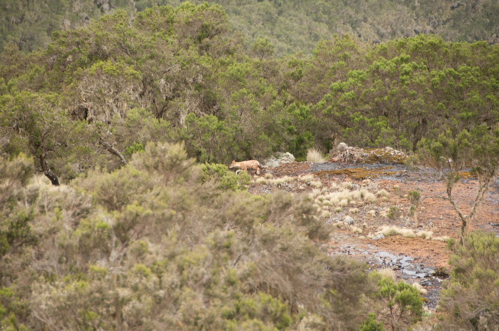 Ethiopian Wolf