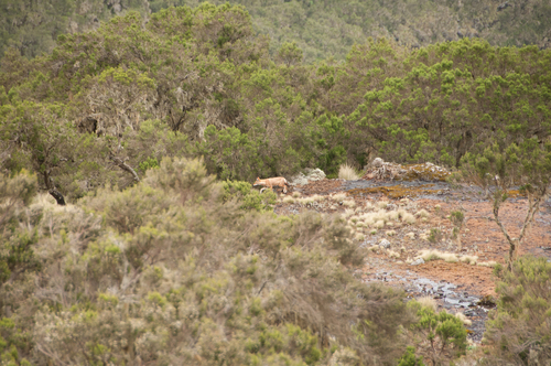 Ethiopian Wolf