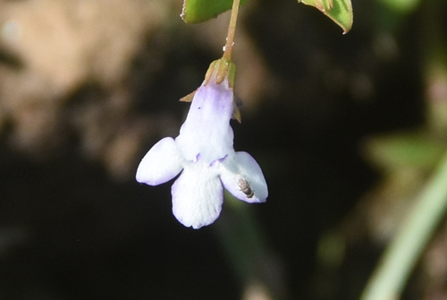 Yellowseed False Pimpernel