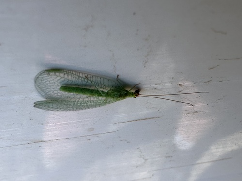 Golden-eyed Lacewing