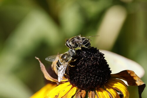Yellow-shouldered Drone Fly