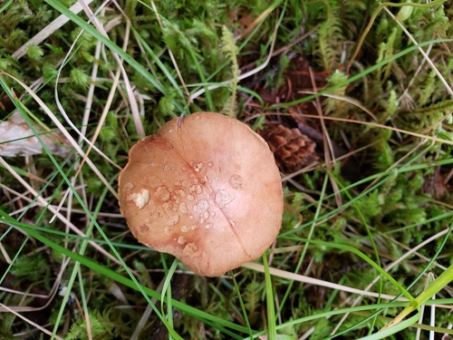 Peppery Bolete