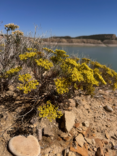 Clay Hill Buckwheat