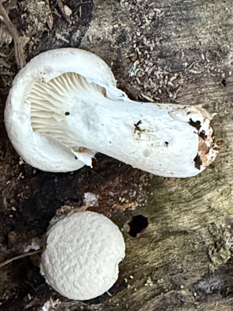 Veiled Oyster · September 2026 · photo: Photo: no rights reserved · iNaturalist