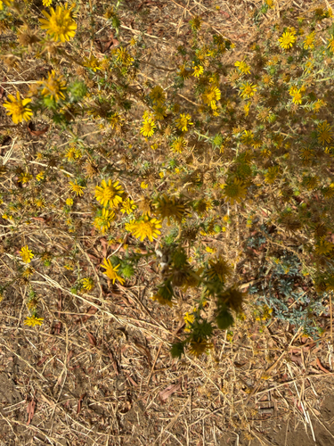 Centromadia pungens observed 2026-09-20