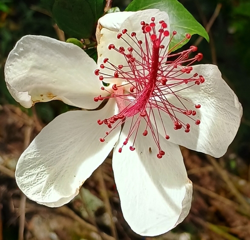 Hibiscus arnottianus observed 2026-09-20