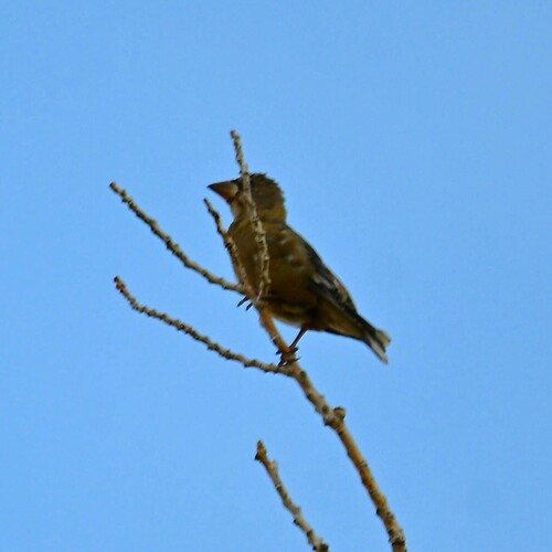 Evening Grosbeak