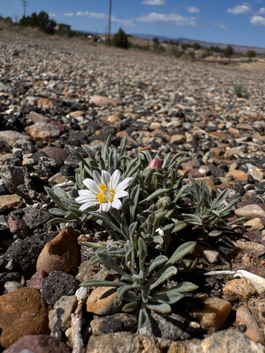 Hoary Townsend Daisy