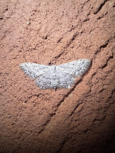 Small Dusty Wave