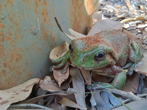 Green Tree Frog