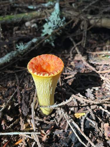 Scaly Chanterelle