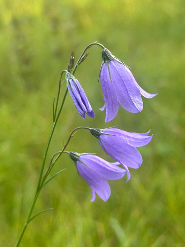 Campanula alaskana, photograph 4