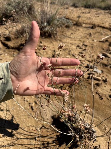Bateman's buckwheat
