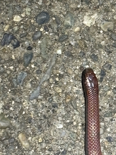 Common Sharp-tailed Snake