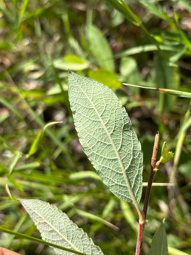 Salix bebbiana, photograph 6