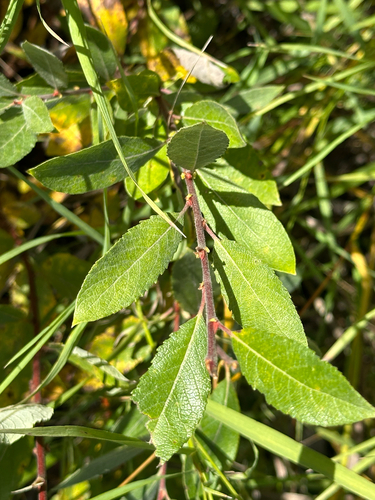 Salix bebbiana, photograph 5