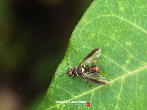 Polistes snelleni