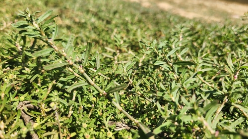 Polygonum plebeium observed 2026-09-21
