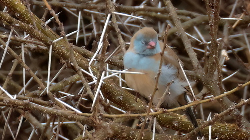 iNaturalist image