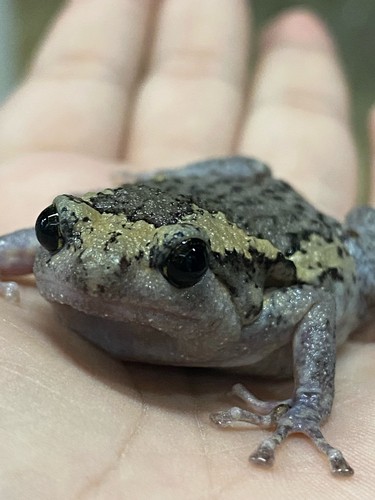 Asian Painted Frog