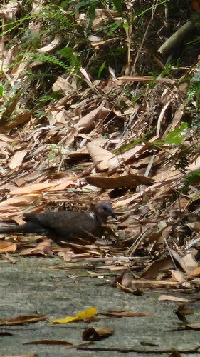 Spotted Dove