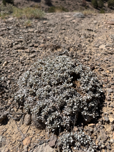 cushion buckwheat