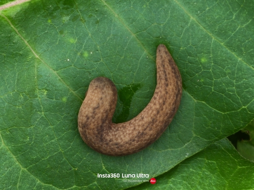 Rathouisia sinensis