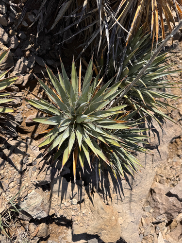 Dwarf Yucca