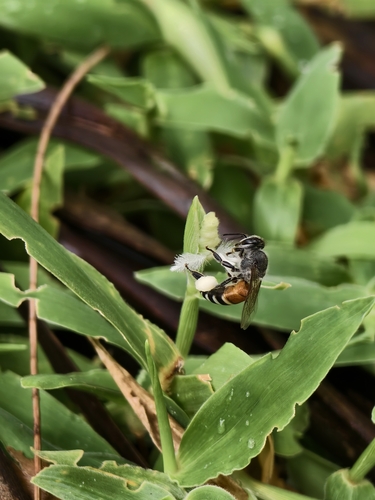 Red Dwarf Honey Bee