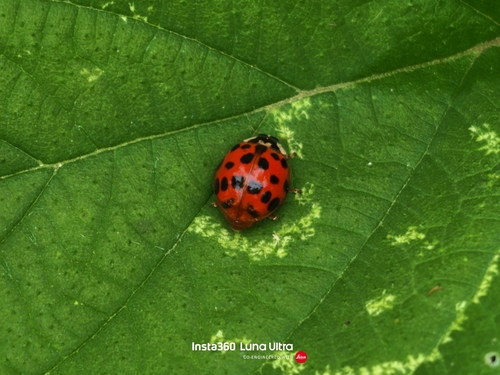 Asian Lady Beetle
