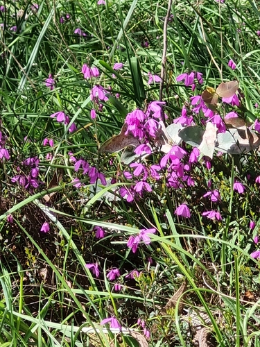 Pink-bells