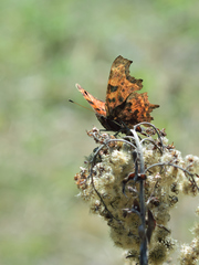 Polygonia c-album