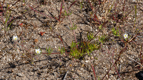 Spergula arvensis, photograph 4