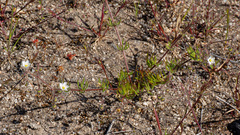 Spergula arvensis, photograph (c) Carmon, some rights reserved (CC BY-SA)