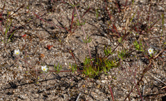 Spergula arvensis, photograph (c) Carmon, some rights reserved (CC BY-SA)