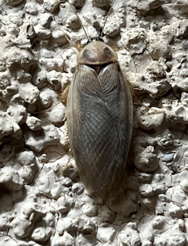 Hairy Desert Cockroach