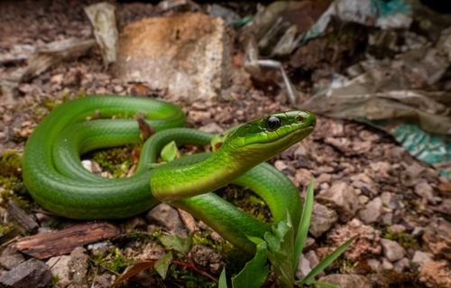 Chinese Green Snake