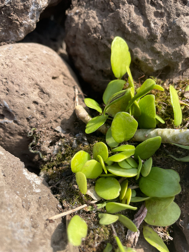 Green penny fern