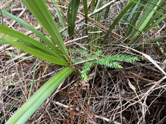 Asparagus scandens, photograph author not stated, no rights reserved