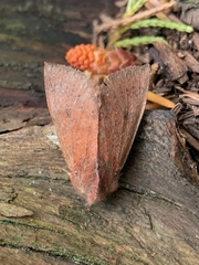 Orthosia transparens