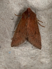 Orthosia transparens