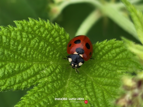 Seven-spotted Lady Beetle
