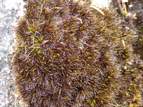 Campylopus atrovirens observed 2026-09-20