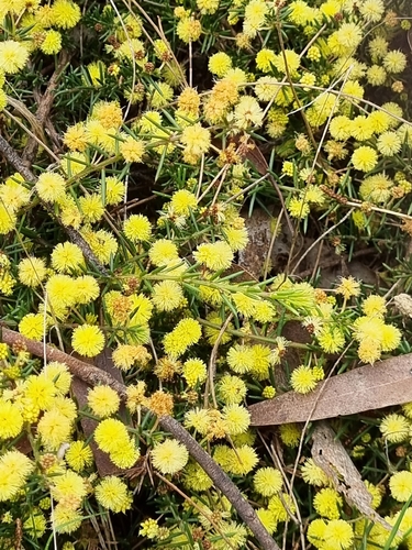 Thin-leaf Wattle