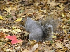 Sciurus carolinensis