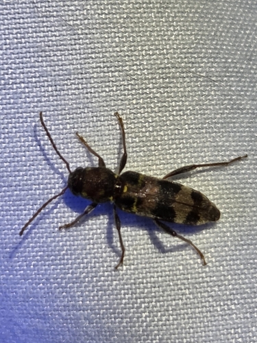 Rustic Borer