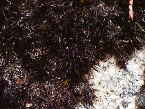 Campylopus atrovirens observed 2026-09-20