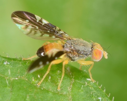 Xanthaciura tetraspina · iNaturalist