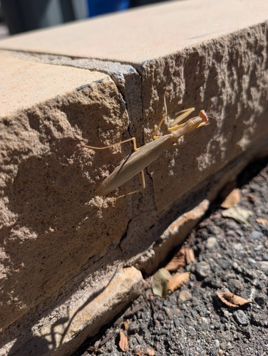 European Mantis